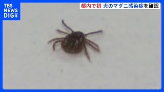 anyfans.news
