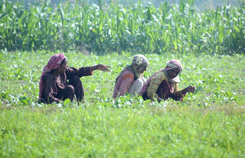 Farmer women busy in routine work in their farm field.