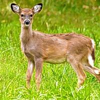 Federal shutdown means less Missouri land for hunting