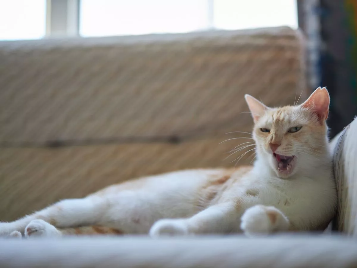 Woman leaves cat with mum for a month and is gobsmacked when she returns