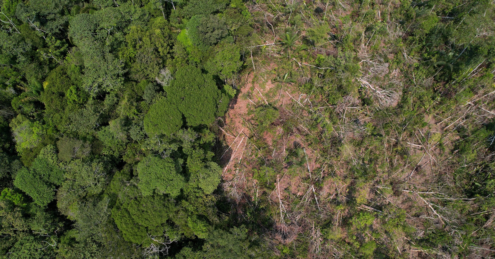 Investors managing $3 trillion in assets urge countries to stop deforestation