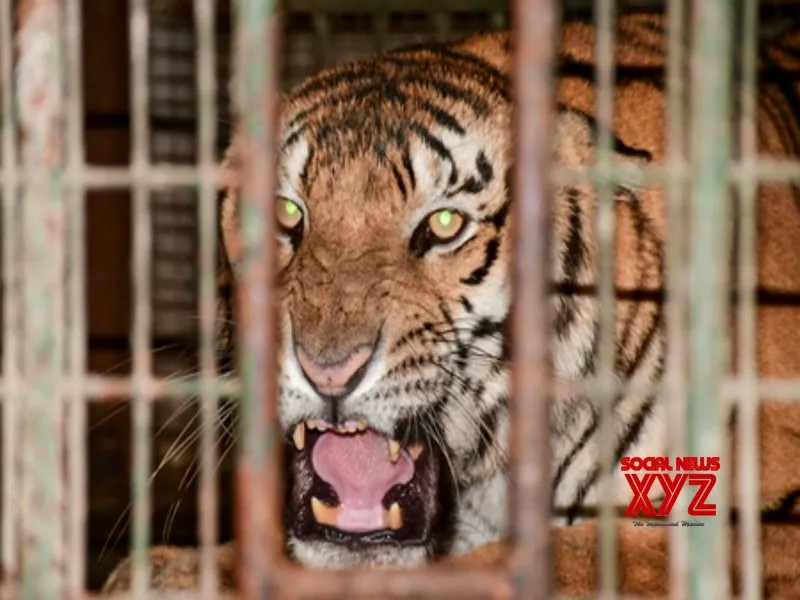 Madhya Pradesh govt to translocate tigers to Rajasthan, Odisha and Chhattisgarh