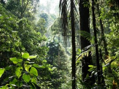 Ahead of 2026 UN biodiversity summit, meetings to review progress to halt loss