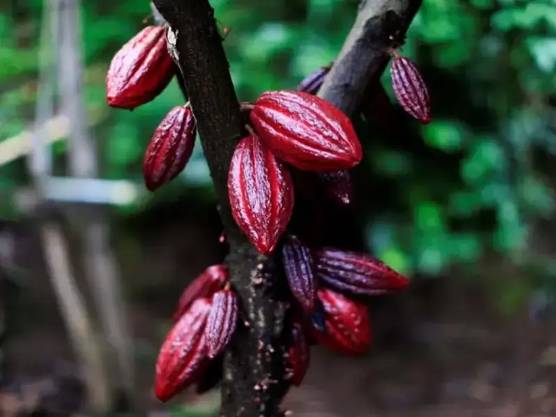Cocoa prices ease while coffee and sugar climb