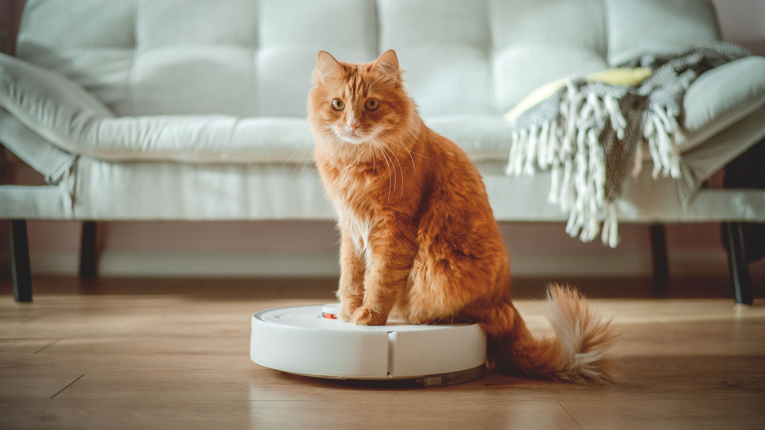 Why is my robot vacuum going in circles? Experts reveal the reason, and how to fix it