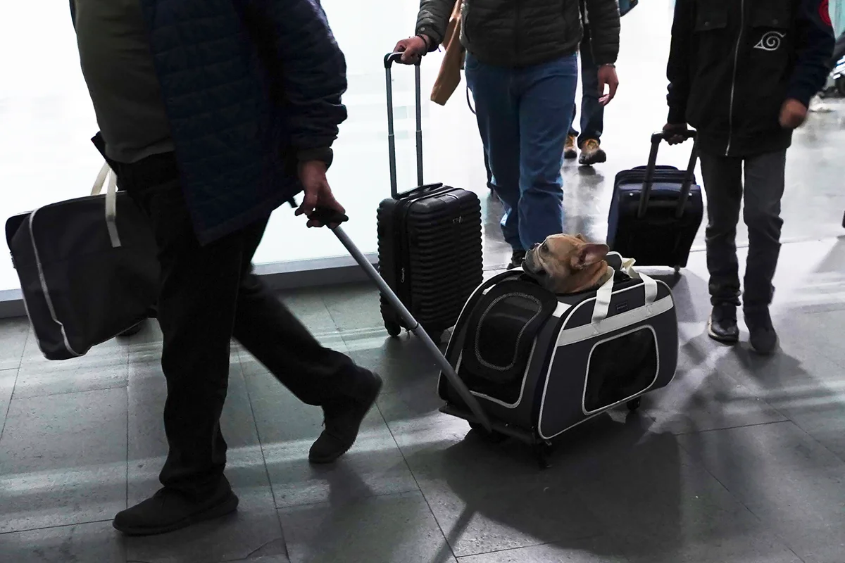 Pet owners warned court ruling will cut flight compensation