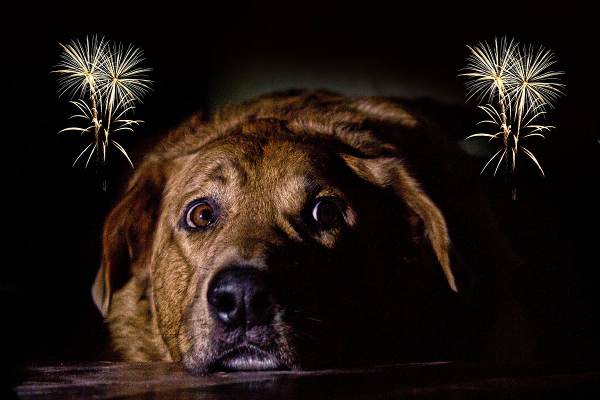 Dogs and Fireworks 2025: How to get your pup through Diwali, Halloween and Bonfire Night