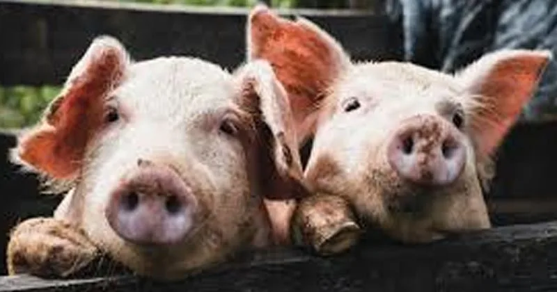 മുളങ്കുന്നത്തുകാവില്‍ ആഫ്രിക്കന്‍ പന്നിപ്പനി സ്ഥിരീകരിച്ചു