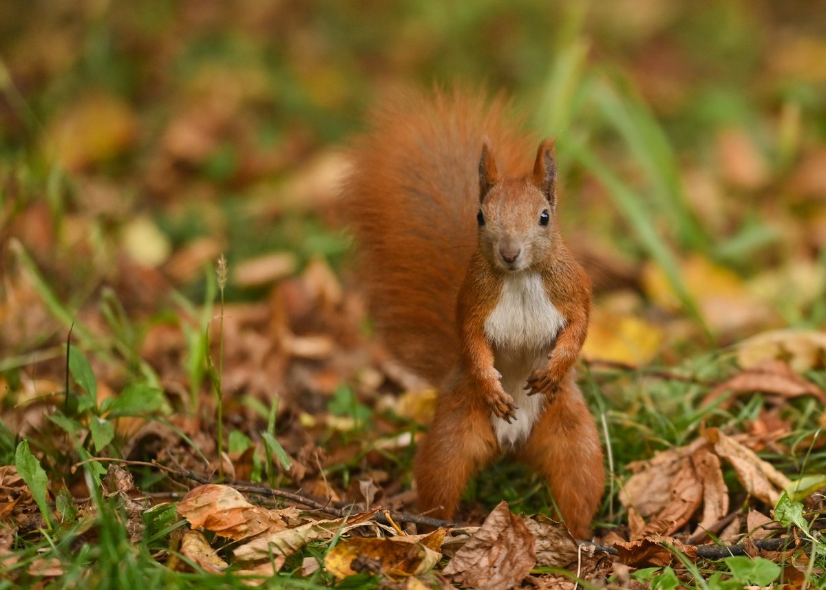 Scotland's five best places to spot amazing wildlife this autumn, according to experts