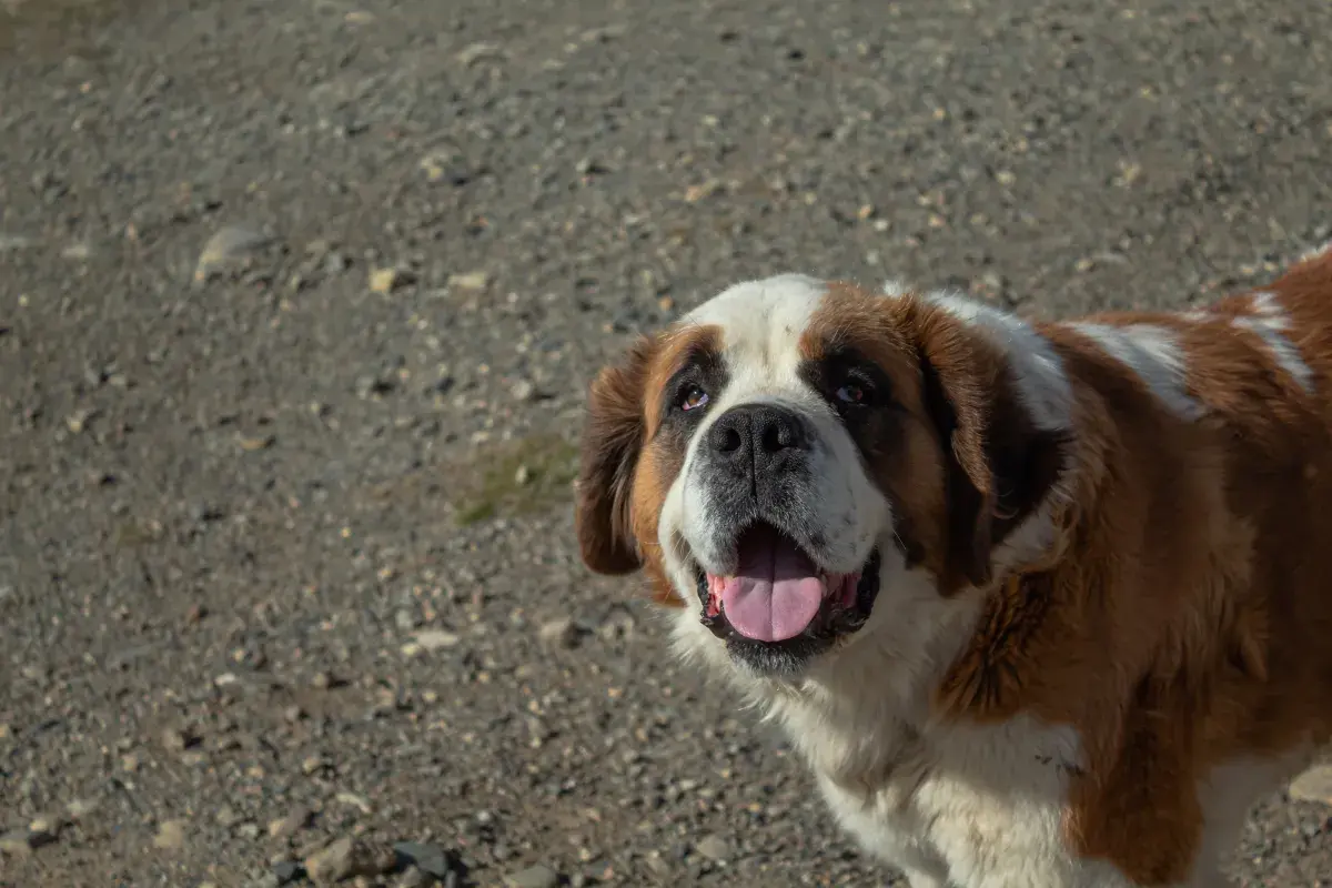 Saint Bernard Captivated by What’s in Sky, What Owner Captures Goes Viral