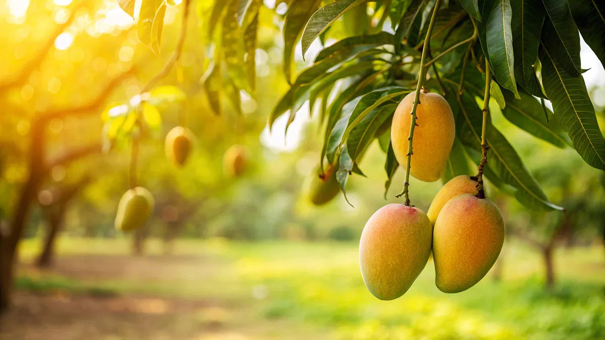 When the rains came back (and so did the mangos)
