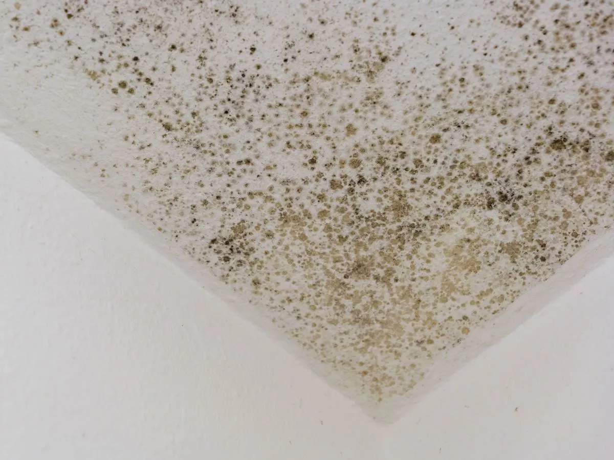Six easy hacks to prevent mould and condensation in your home this winter