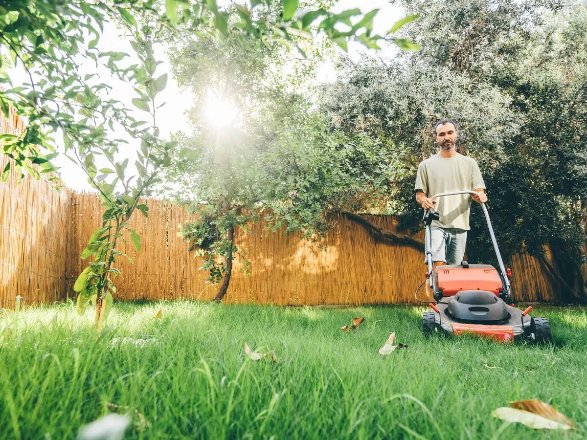 Gardeners told to scatter tea bags on lawns and near flower beds
