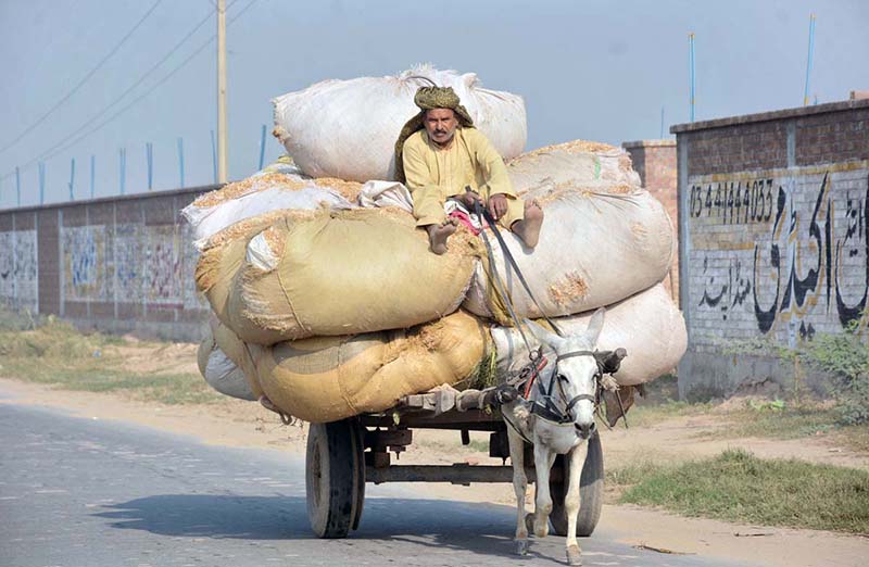 A donkey cart holder on the way heavily loaded with chaff (husk from wheat) for selling in the market.