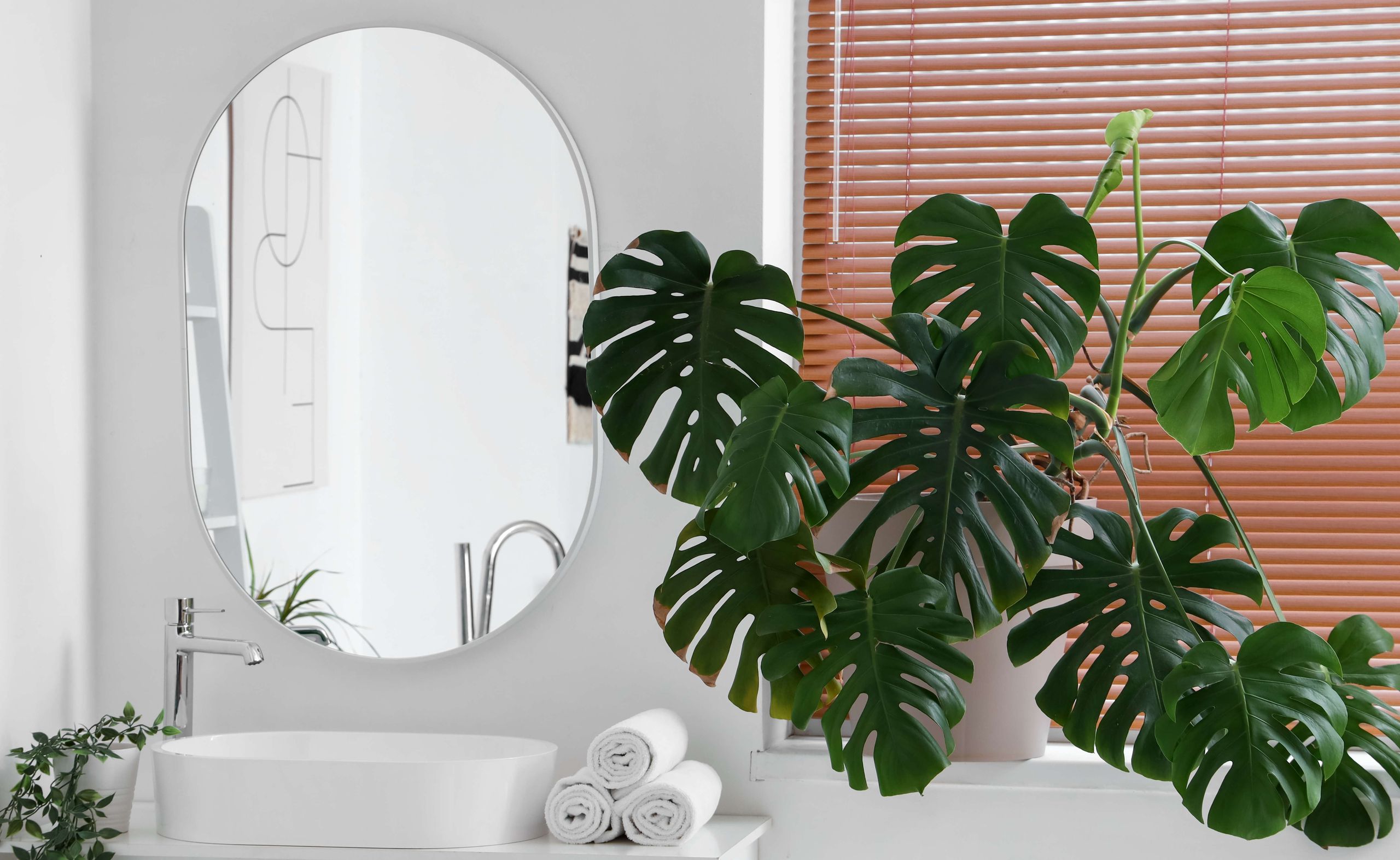 Experts recommend moving this popular houseplant into your bathroom this October - 'it creates the ideal environment'