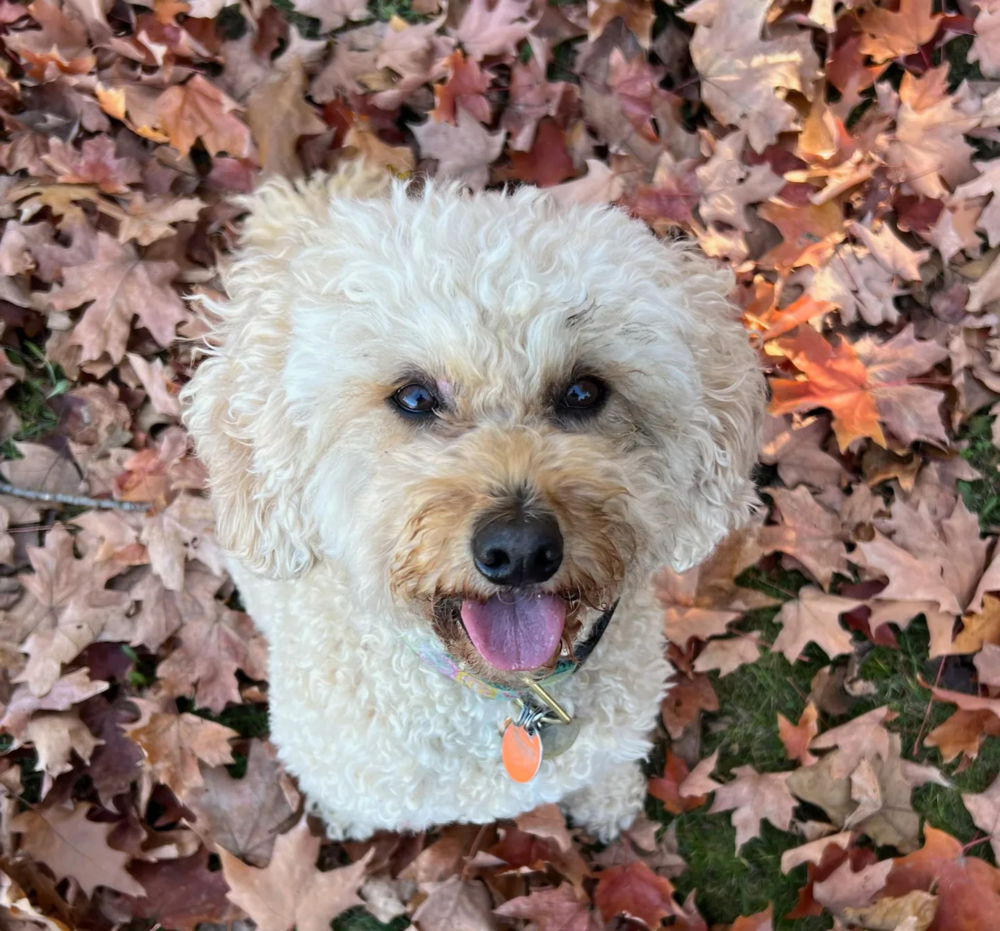Veterinarians answer reader questions about dog and cat health
