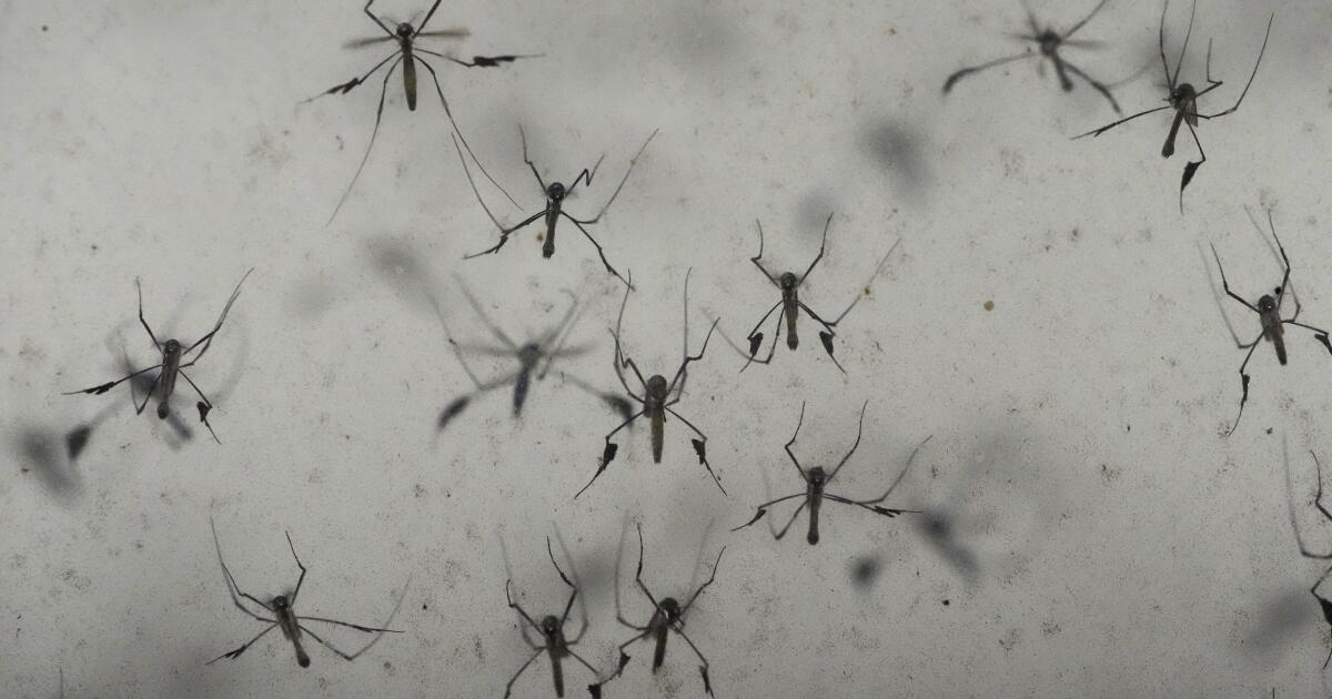 Mosquito-borne disease troubling Asia and the Caribbean hits New York