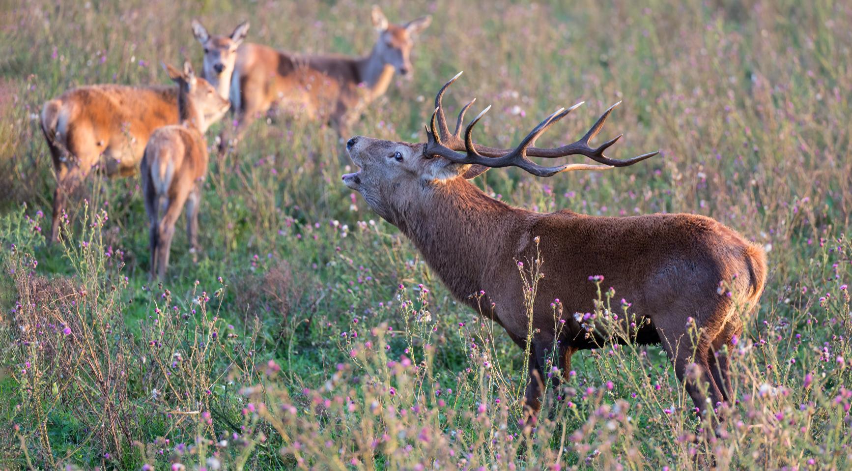 Revised Dutch land use plan scales back protections for nature and agriculture