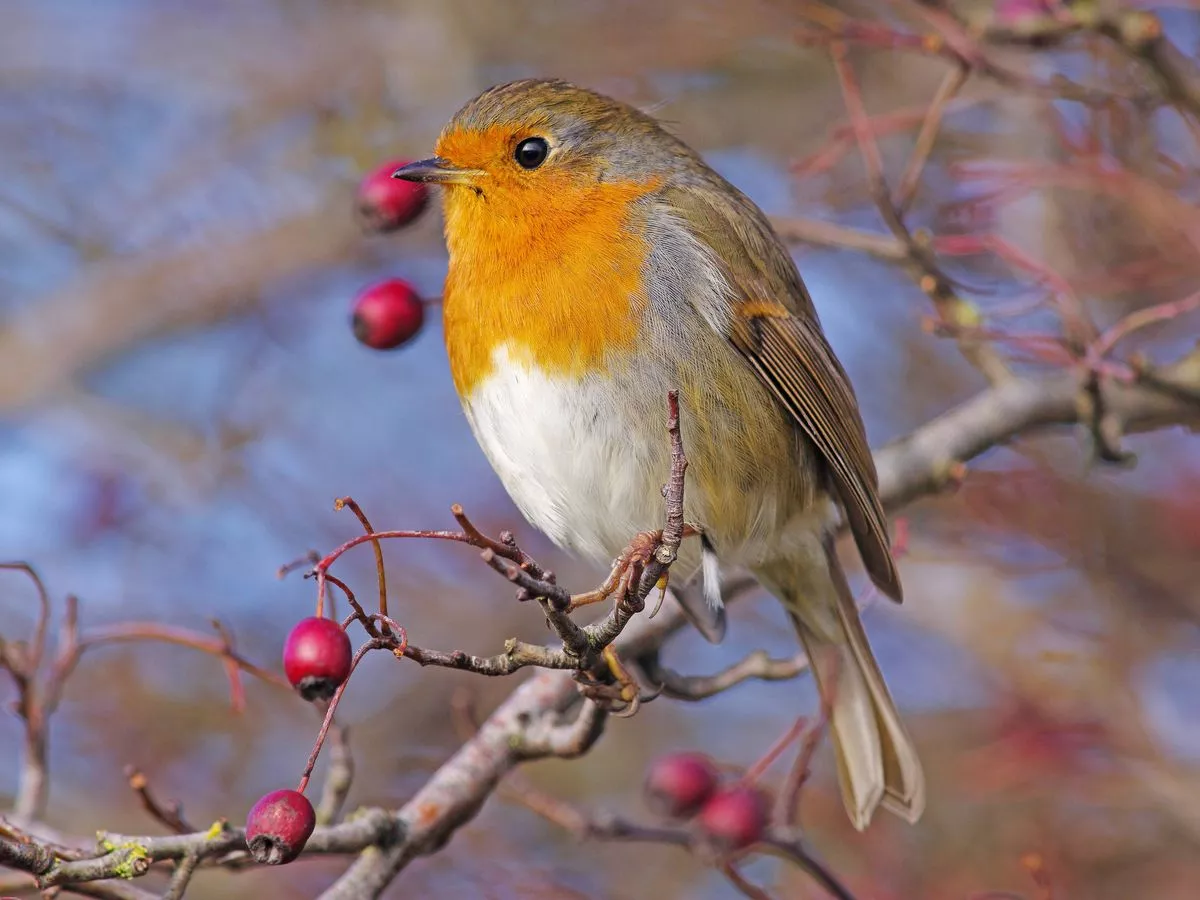 Robins will visit gardeners daily in autumn if you have 1 food 7 experts recommend