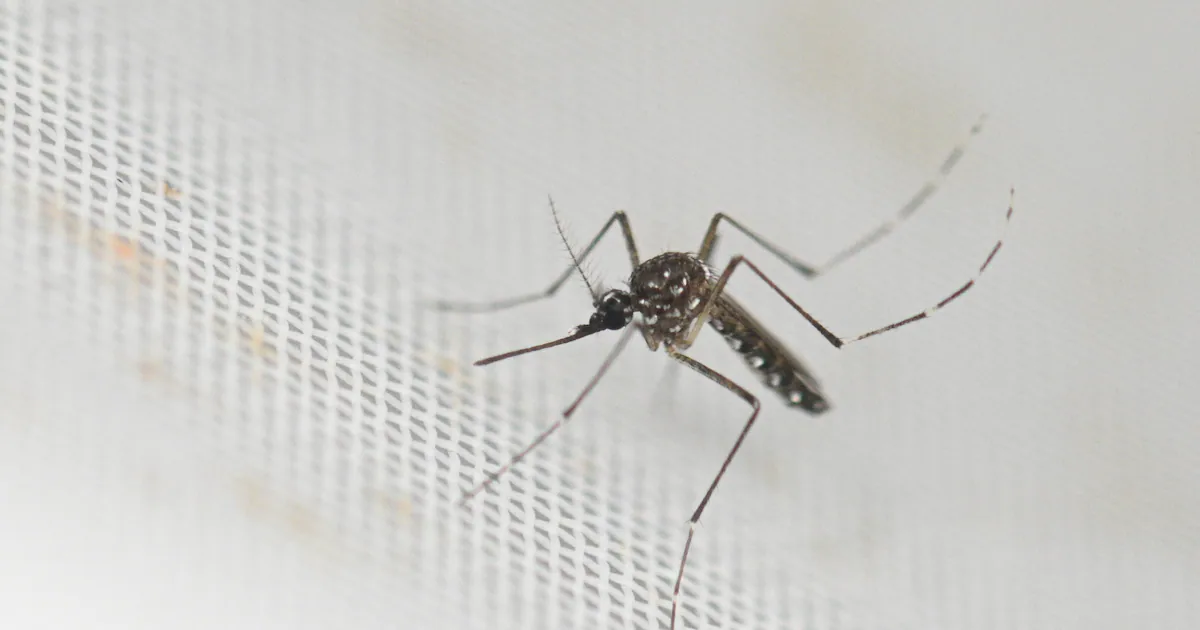Mosquitos Now in Every Country in World Except This One