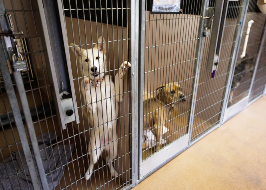 San Jose's new shelter director offers a fresh start
