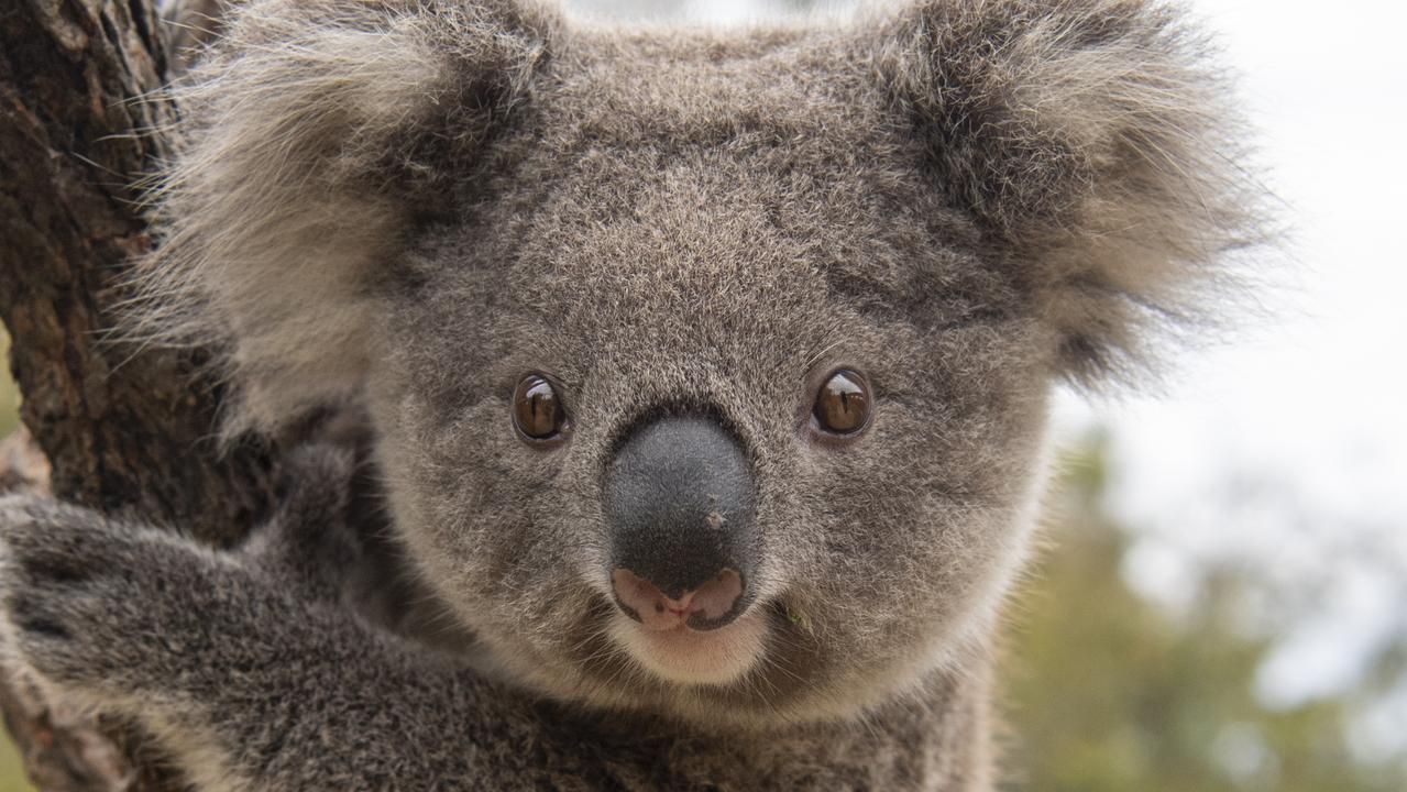 ‘No significant impact’: Shock claim about koala threat