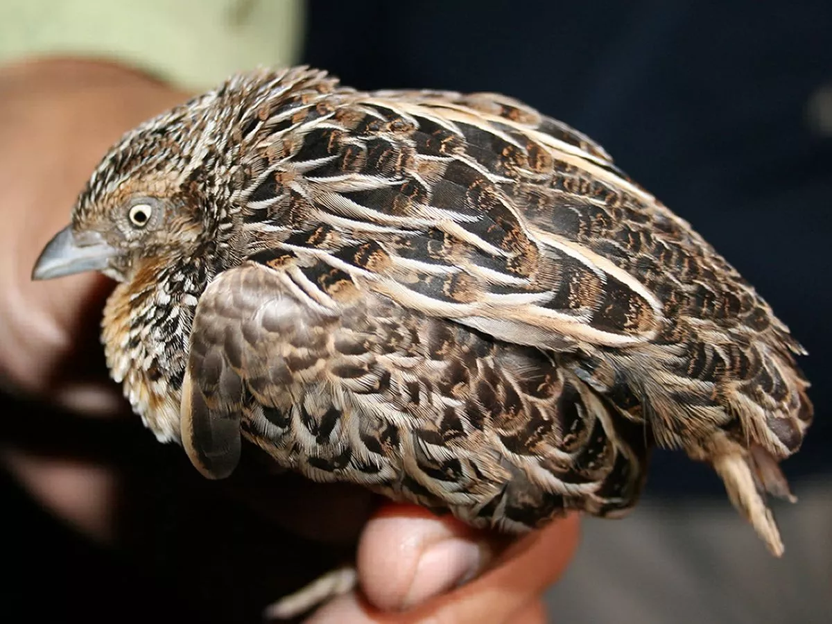Barbaric exotic pet owners in Scotland killing animals at home instead of at vets