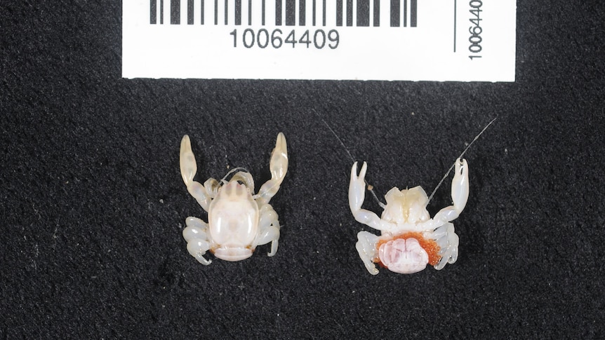 A shark the size of a ruler and crab smaller than an almond discovered