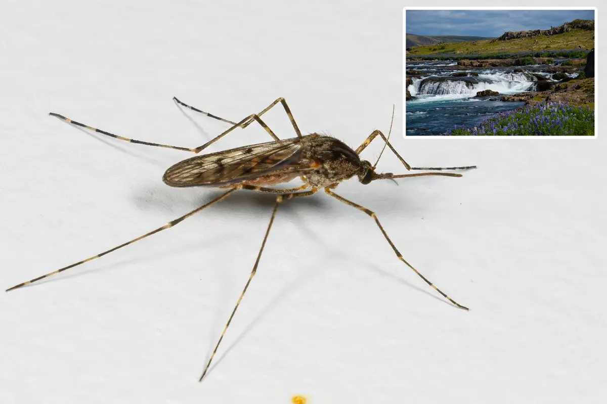 Mosquitoes found in Iceland for first time in history