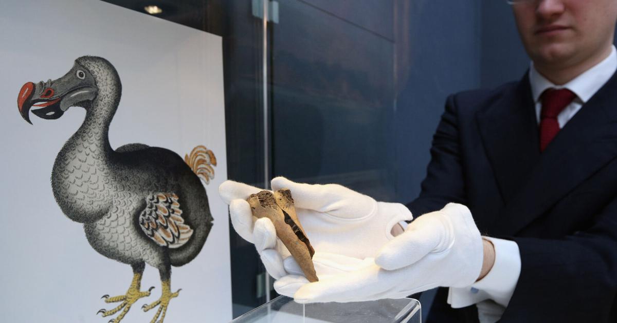 Texas biotech company attempting to create dodo-like bird from cells of pigeon species