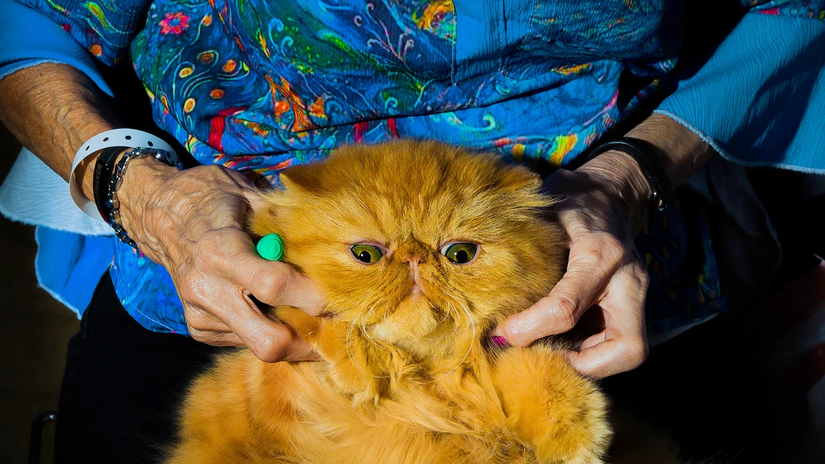 What it takes to be America’s top house cat