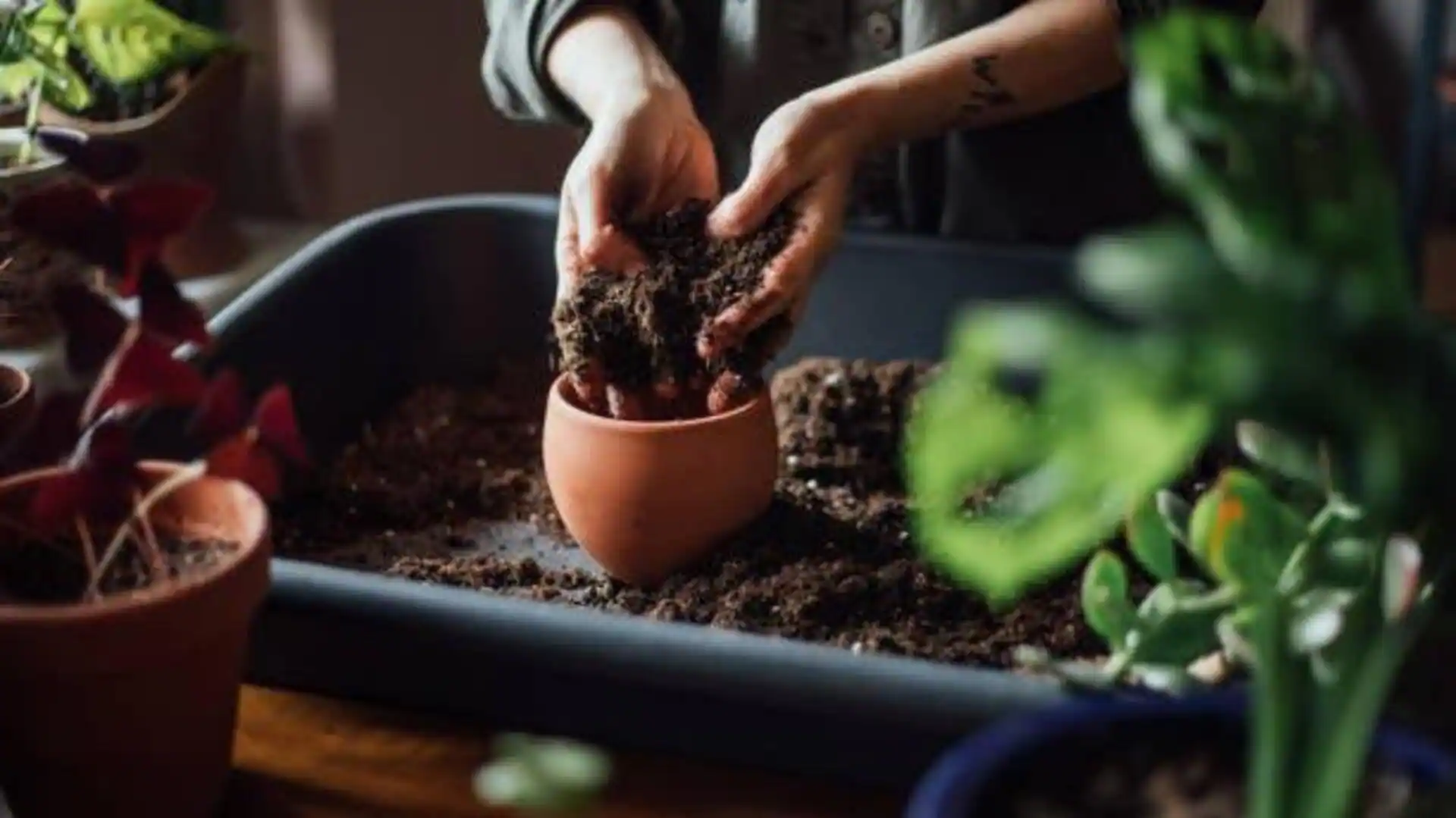 Potting soil 101: Best combinations for healthy plants