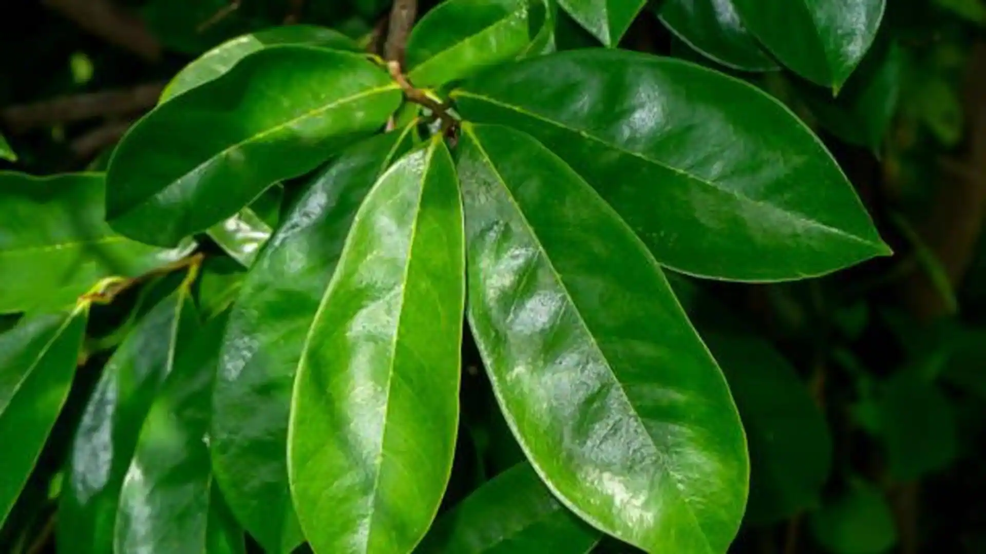 Soursop leaves: Health benefits and uses