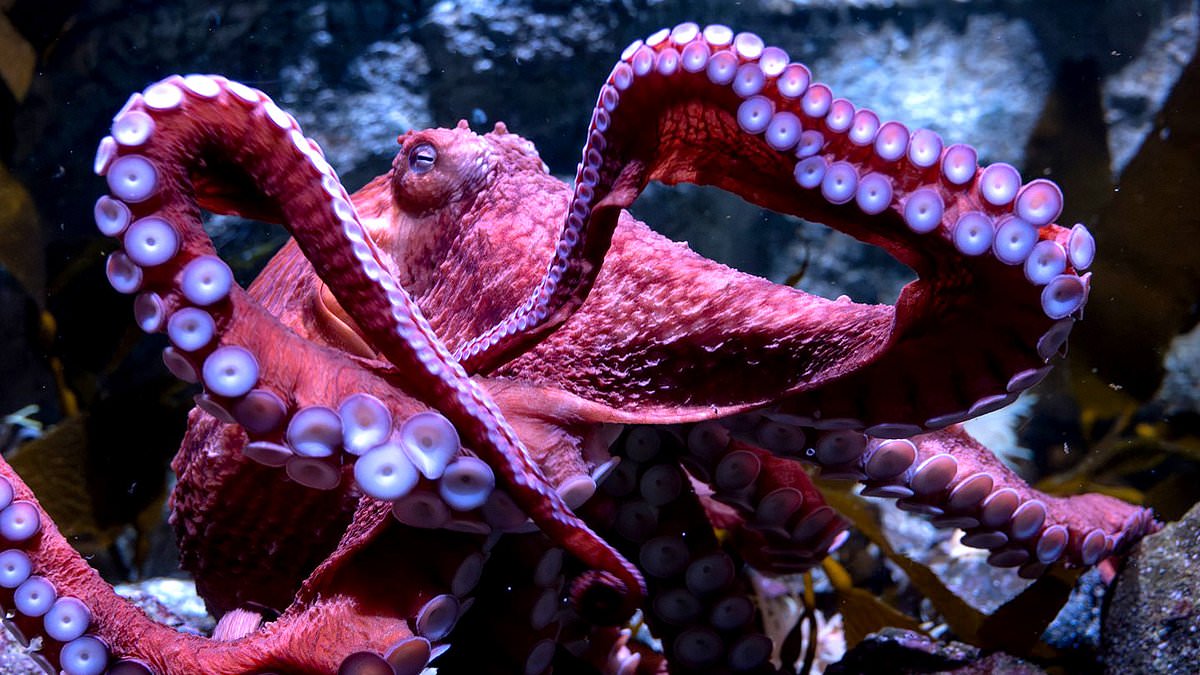 Terminally ill octopus breaks aquarium visitors' hearts by tending to eggs that will never hatch