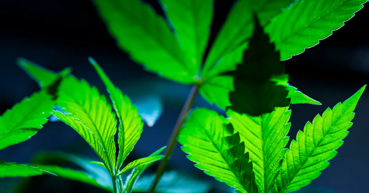 Supreme Court to decide if marijuana users can legally own guns