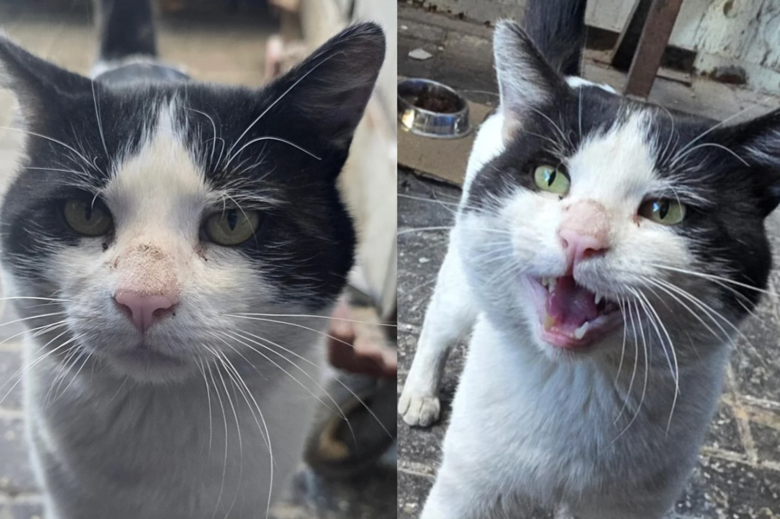 Stray Cat Begs for New Owners After Only Home He’s Ever Known Closes Down