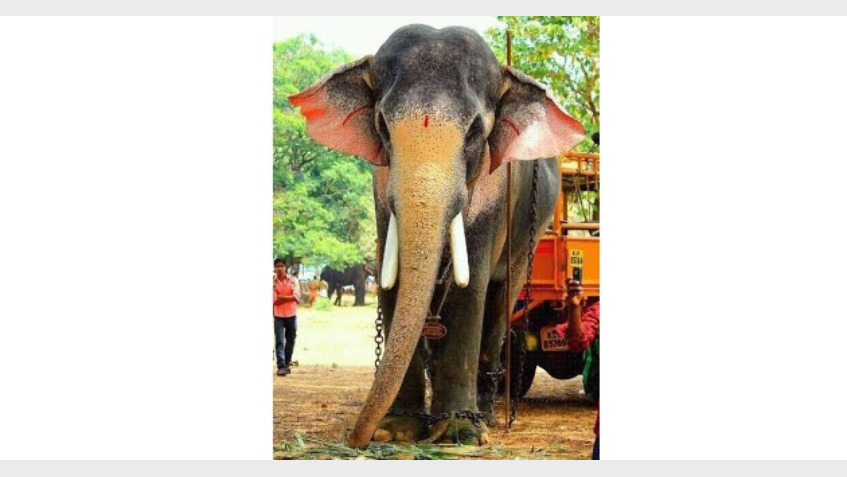 തെച്ചിക്കോട്ട്കാവ് രാമചന്ദ്രന് റെക്കോഡ് ഏക്കത്തുക; ഒരു പൂരത്തില്‍ എഴുന്നെള്ളാന്‍ 13.56 ലക്ഷം രൂപ