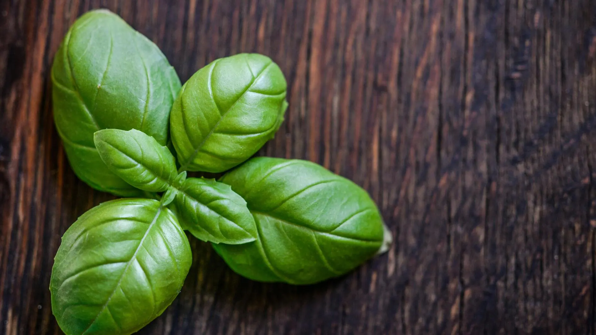 Got a headache? Try these 5 basil-based remedies