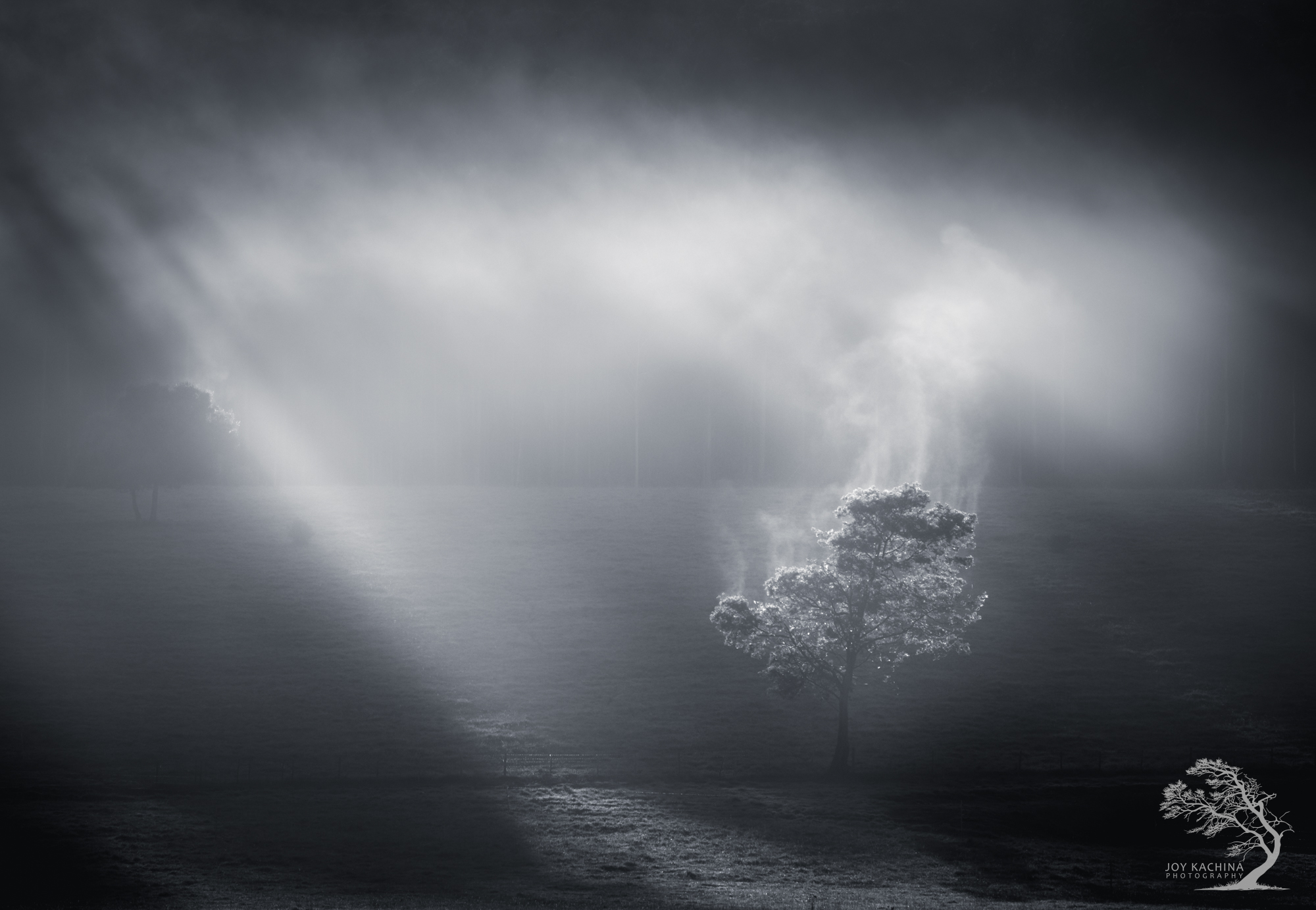 Gorgeous woodland imagery wins AI-banned Natural Landscape Photographer of the Year