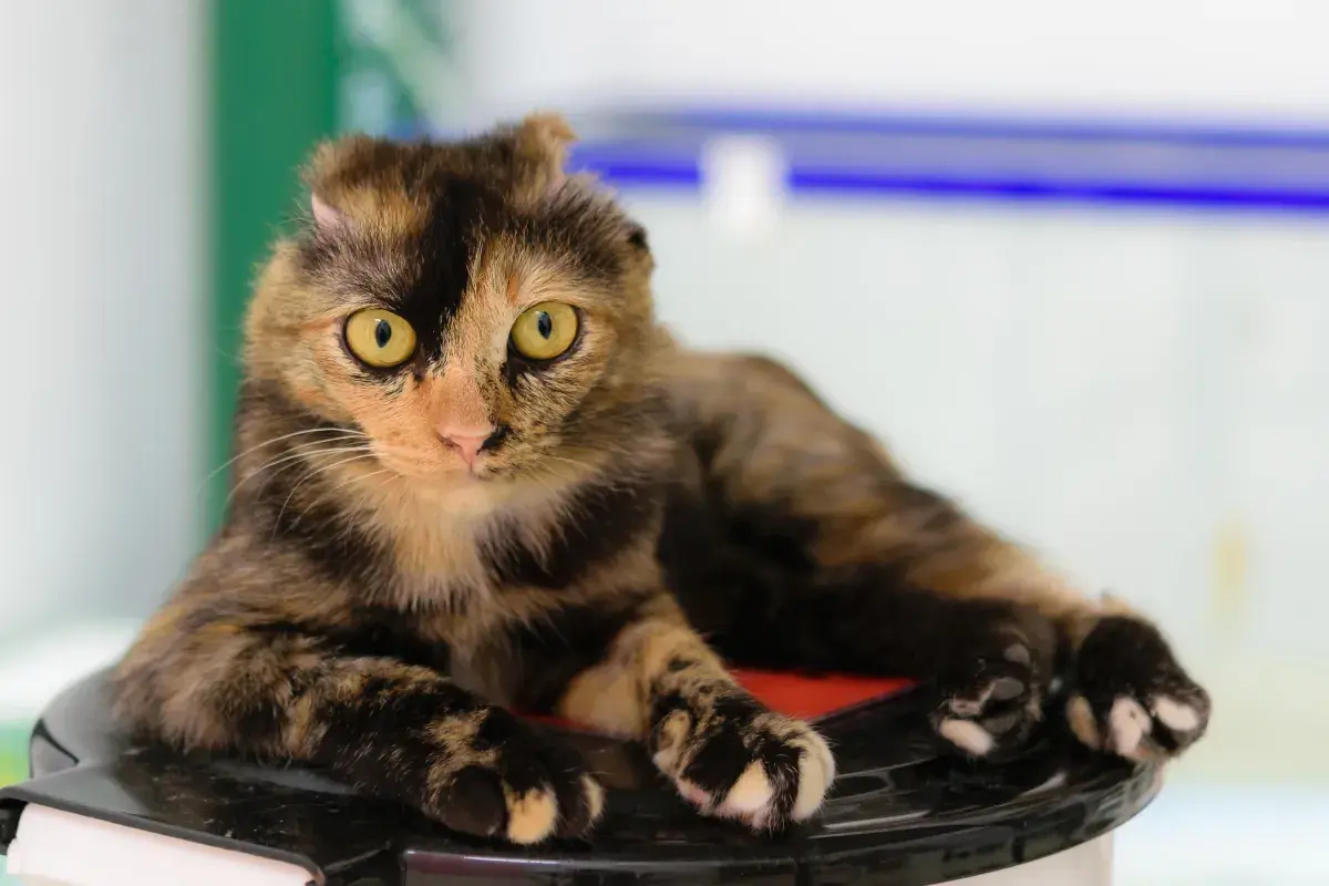 Tears at What Foster Cat Tries To Do After Having Ears Removed