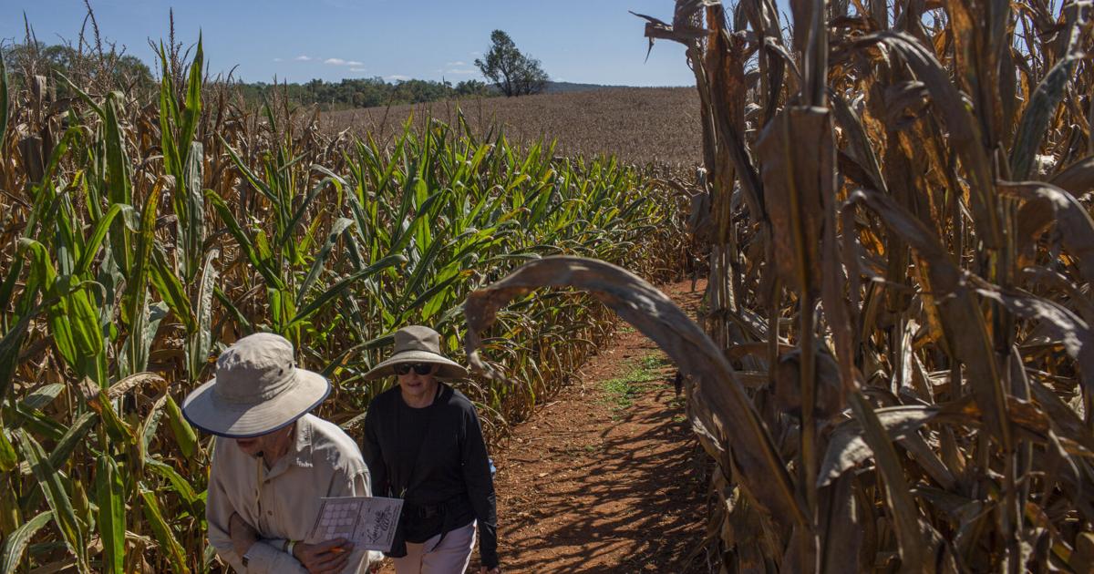Orange County's Liberty Mills Farm named one of America's top corn mazes