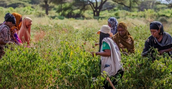 Action Against Hunger launches REACT project to boost food and water security in Baidoa