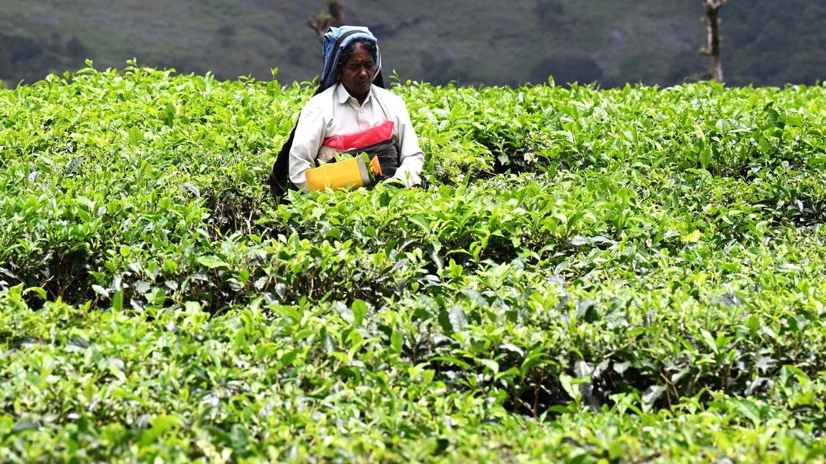 Indian tea industry needs a fresh push