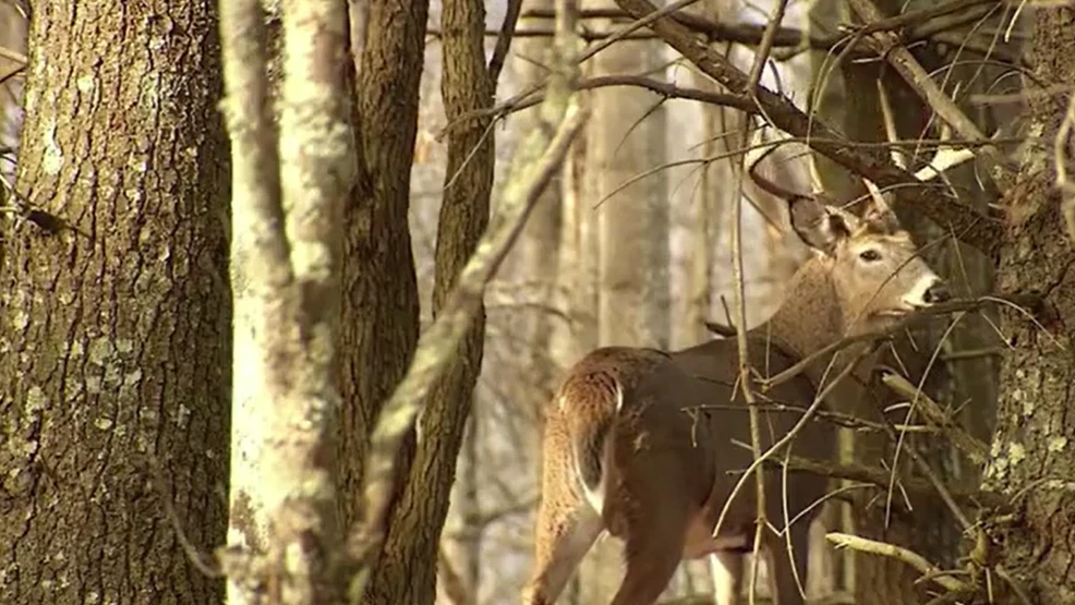How to Swerve Safely and Avoid Deer Collisions This Season