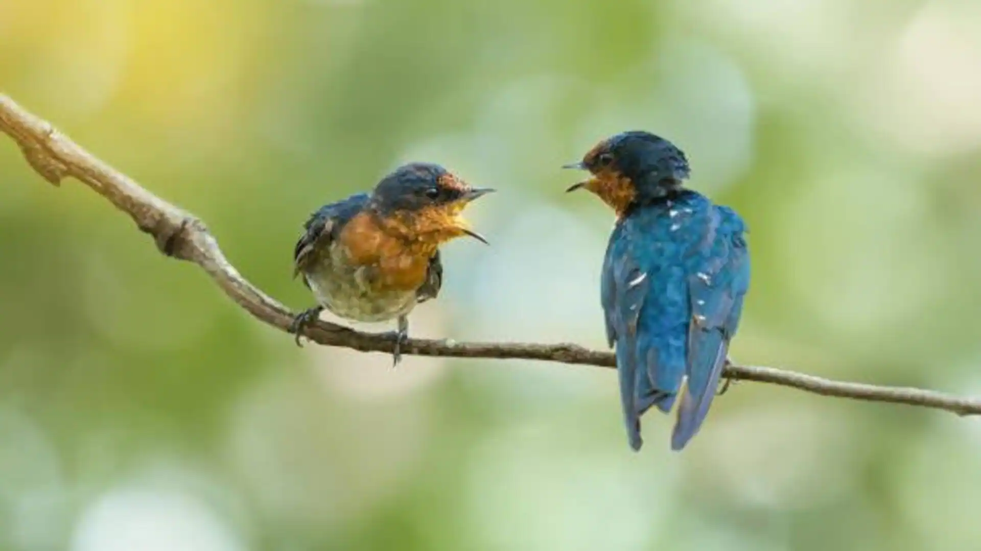 Start your day right with bird sounds