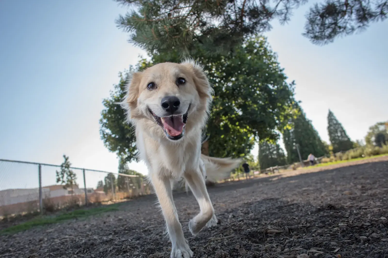 Dog Owners Adopt Pup From ‘Golden Retriever Rescue’—DNA Results Shock Them