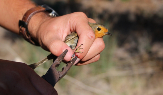 ADPD slams Government for failure to align with EU Birds Directive