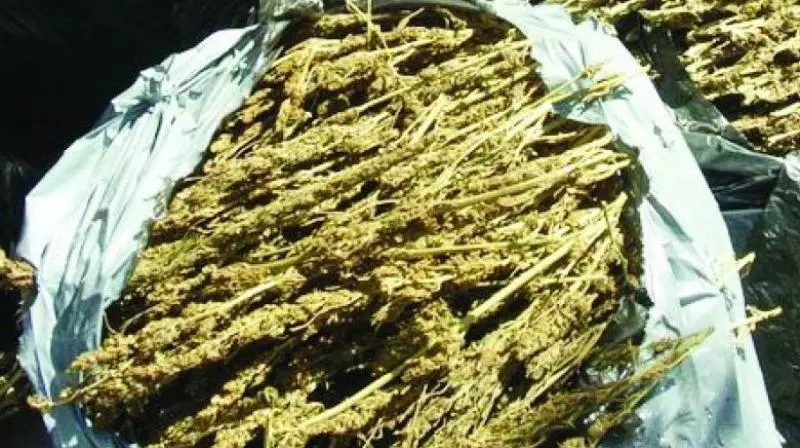 Ganja Case: Accused Escape After Eagle Team Chase