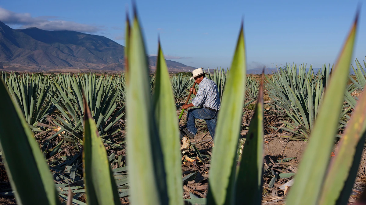 Why Oaxaca’s coast is Mexico’s next breakout region
