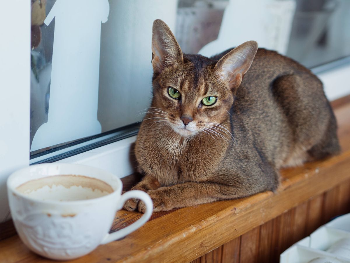 Woman leaves cat with her mum and is speechless when she returns
